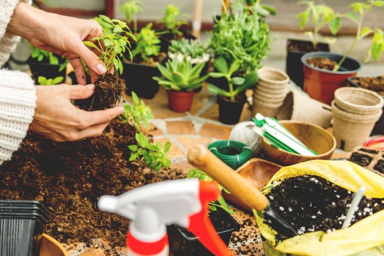 Cuidados do jardim em Primavera