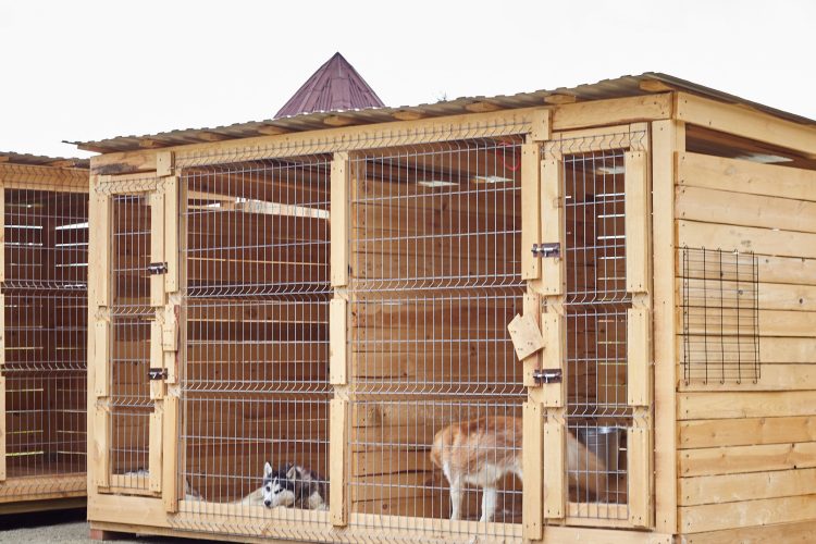 Escolher o canil certo para sua mascota