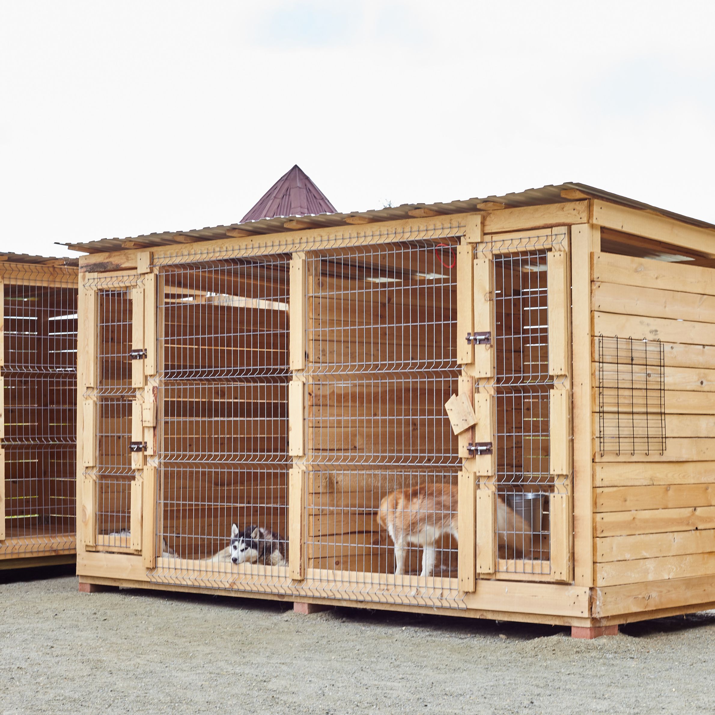 Escolher o canil certo para sua mascota