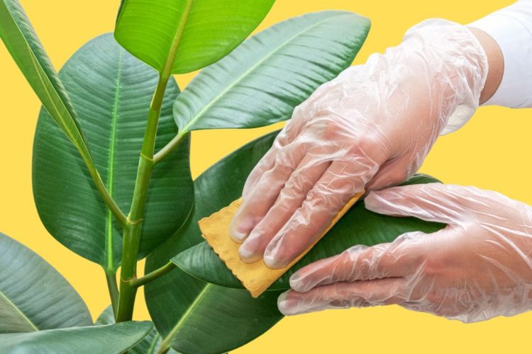 Dicas de limpeza das plantas interiores!